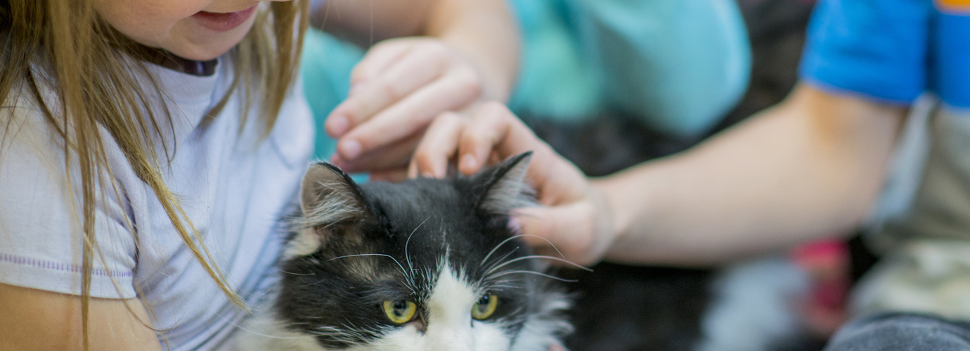 Como Quitar La Alergia A Las Mascotas Colhogar