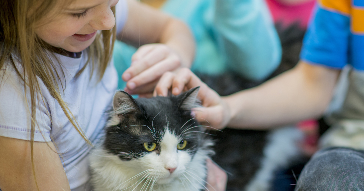 Como Quitar La Alergia A Las Mascotas Colhogar