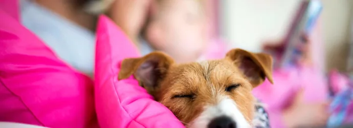 Consejos sencillos para cuidar mascotas en casa