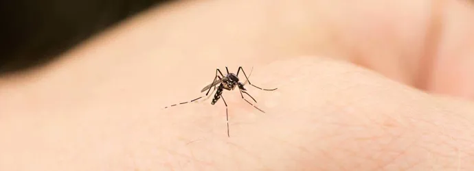 Mosquito a morder uma mão humana